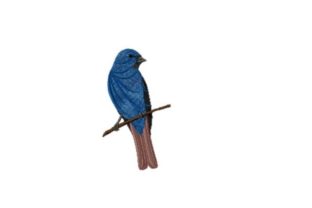Indigo Bunting: A Seasonal Embroidery Review