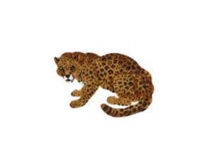 Jaguar Embroidery: A Designer’s Review for Craft Fair Success